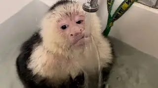 Monkey LOVES bath time!
