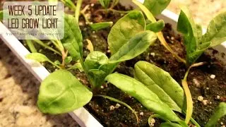 Week 5: TaoTronics&reg; LED 12W Grow light experiment: Growing Radishes & Spinach Indoors