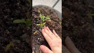 Transplanting some of the seedlings into the hoop house 🌱 #springgarden #backyardgardener #flowers