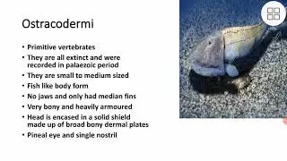different classes of agnatha!! general character of ostracoderm and cyclostomata