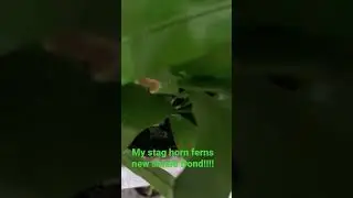Stag horn fern new shield frond
