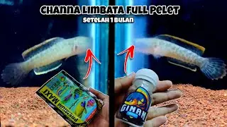 Channa Limbata Progress Pellet Maxi i Maximum turbo (po 1 miesiącu)