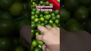 JERUK SONKIT FRESH MURAH UNTUK JAGA KESEHATAN MENJELANG PUASA #calamansi #jeruksonki  #kuliner