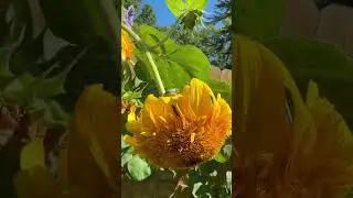 Green tree frog finds comfort on my sunflower #naturemiracles