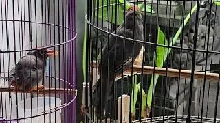 Nge - track poksay mandarin ombyokan agar cepat gacor