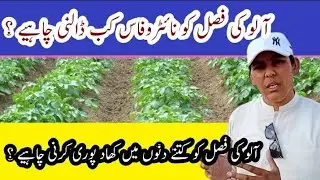 Best time to fertilize nitrophas to potato crop || last fertilizer if potato crop ||