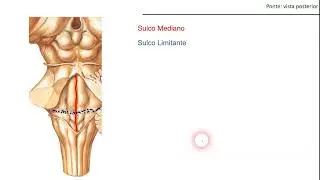 ANATOMIA DA PONTE