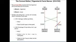 The Corneal Reflex | Pathway & Interpretation