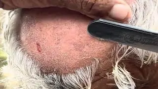 Fast Head Shave ASMR | Old Barber&rsquo;s Fast Razor Skills & Real Shaving Sounds