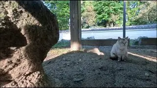 Sunny Summer Throwback | White Cat&rsquo;s Restless Moments Before Dinner