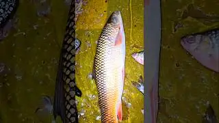 लोकल नदी का 2 kg की नैनी मछली 🤯स्वाद से भरपूर | Fish Market | Machali Market #shorts
