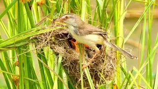 Amazing 😻 Bird Feeding for Healthy Their Chicks in Safety Nest 0003