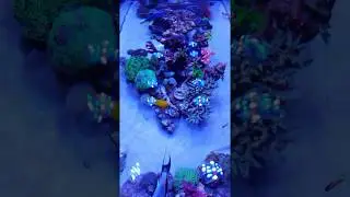 Big Island Top Down (15/07/18) - Kadu Reef 3 - 280g Mix Reef tank