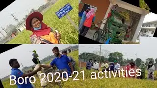 Rice research acivities at BRRI in Boro 2020-21