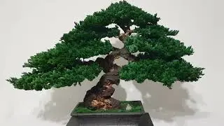 Bonsai tree. Artificial trunk 20,07