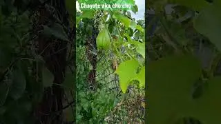 Chayote aka cho cho #shorts #chayote #gardening