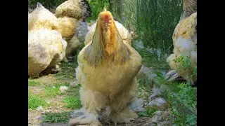Brahma farm - crushed eggs for the buff hens ( extra proteins )