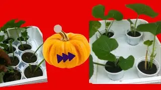 11- days of squash development from cutting to seedling at home