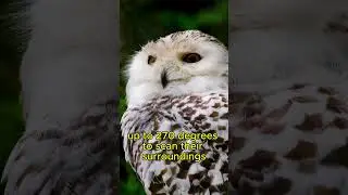 How Do Owls Hunt in Complete Darkness? #facts #animallife #animals