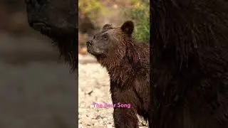 The Bear Song (Share the Forest)