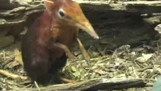 Baby Elephant Shrew - February 2009