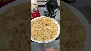 Dog: i am not fool man, you are the dog, There is a stupid dog at home Cute pet debut plan The dog's