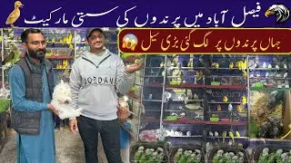 Exotic birds and raw chicks big sale offers | Fancy birds market | Birds market Faisalabad