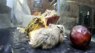 Хомяк пойман за длинный прыжок Pacman Frog