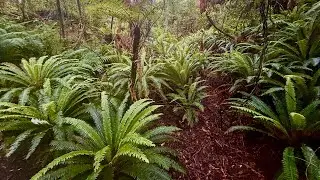 Guided forest walk on Ulva Island