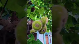 FIG FRUIT|#trending #tree #figfruit #healthy #juice #ediblegardening