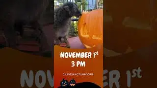 Chase Sanctuary Halloween Event YouTube Ads 1920x1080