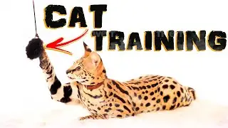 How to: Training Cats for Outdoors and Walks