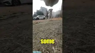 POV Cat vs. Street Dogs: The Epic Escape!  #foryou #cuteanimals #animals #dog #funny#viralshort