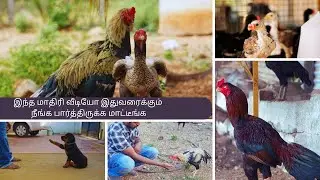 நம்முடைய பண்ணையில் முதல் விற்பனை/நோய் மேலாண்மை மற்றும் இழப்புகள் 🐓🐓#nattuKoli