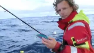 Shad vissen grote koolvis Noorwegen