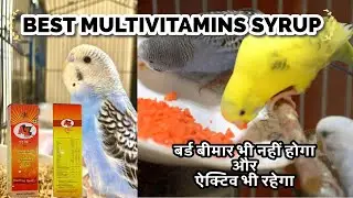 Best Multivitamins Syrup For Budgies || Best For Breeding || बजरी  Healthy और Active रहेगा ||