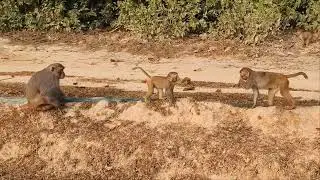 Morning sunshine, a playful monkey enjoying the day ☀️🐒