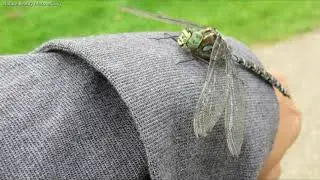 Dragonfly on My Hand