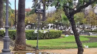 BOTANICAL ITINERARY OF THE MARIA LUISA PARK VLOG IN SEVILLE  #touristplace #sevilla #marialuisa