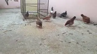 احلي نهار مع دجاجي في مساء 
