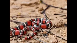 This Highly Venomous Coral Snake Found On Jobsite