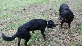Cowboy Zoomies