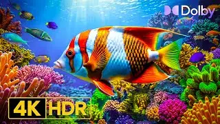 Under the Sea 8K HDR 🌊 | A Peaceful Journey Through Marine Life