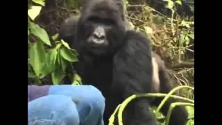 African Quest Safaris -  Breathtaking Silverback Gorilla encounter