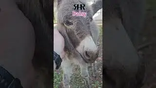 Day 17: Baby Mini Donkey 🐴 Shy Daisy 🌞 Cute Moments + Fun Donkey Fact!