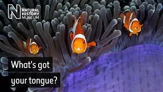 Look into my (other) eyes... the clownfish and their parasitic isopods | Surprising Science