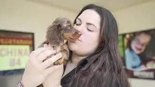 How To Choose The Right Breed For You | Petland Texas