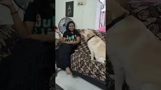 SHINY ANGER !!! #short2024  #daughter #bondingwithpets #lablovers #dogshorts #doglover #petlovers