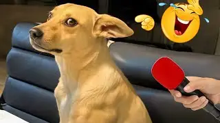 Smarty Funny Animal Video Clips 😹🐶The Funniest Dog Moments Compilation 🤣
