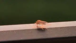 Non-Biting Midge Enjoys Sunset On Laptop